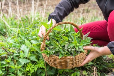 Taze ısırgan otu. Taze hasat edilen ısırgan otu bitkisi ile çiftçi. Hasat otlarının bahar mevsimi.