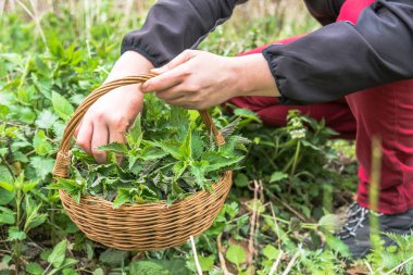 Çiftçi ısırgan hasadı. Taze yeşil otlar hasat.