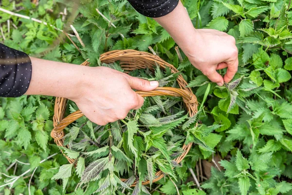 Common nettle harvest. Farmer holding basket with green fresh young nettles. Spring season of harvesting herbs. — Stock Photo, Image