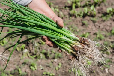 Taze taze soğan hasat edildi. Taze soğan hasat eden çiftçi. Taze çiftlik sebzeleri, organik tarım kavramı..