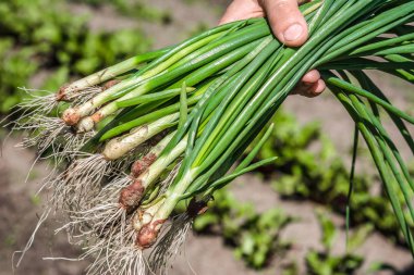 Taze biçilmiş sebzeler. Bahçedeki çiftçi yeşil soğanlı..