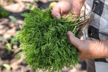 Taze hasat edilmiş dereotu. Yeşil dereotu hasat eden çiftçi. Taze çiftlik sebzeleri, organik tarım kavramı..