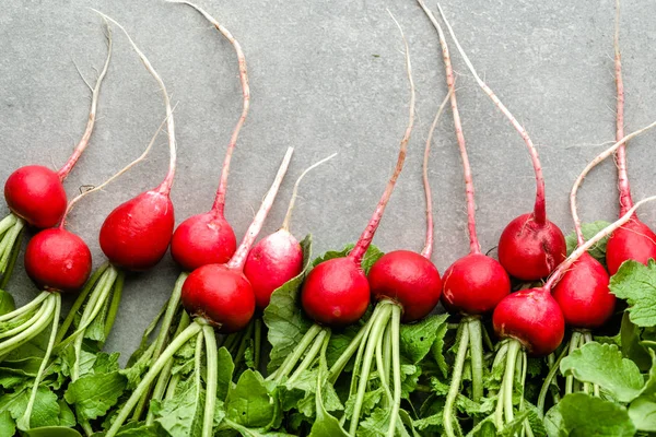 Verse rode radijs, biologisch vers geoogste tuinproducten — Stockfoto