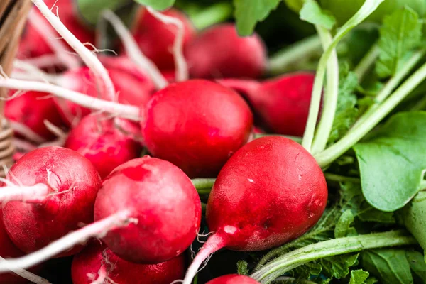 Świeże warzywa. Organiczne świeżo zebrane rzodkiewki, czerwona gromadka, zbliżenie rzodkiewki, tło — Zdjęcie stockowe