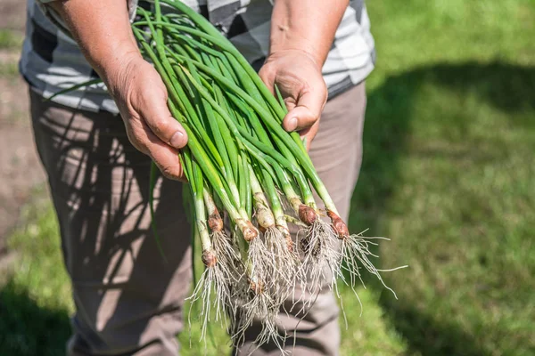 Φρέσκο φρέσκο φρέσκο κρεμμυδάκι, πράσινα λαχανικά που συλλέγονται πρόσφατα στον κήπο, βιολογική γεωργία έννοια — Φωτογραφία Αρχείου