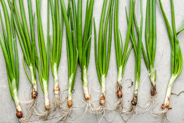 Cebolla fresca de primavera, verduras verdes cosechadas recientemente en el jardín, concepto de agricultura ecológica —  Fotos de Stock