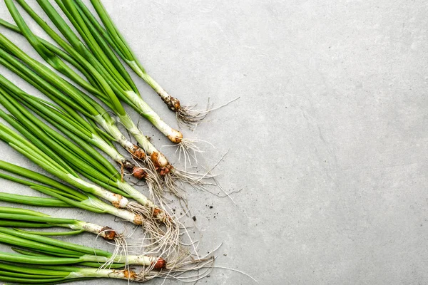 Groene lente ui met verse bieslook. Biologische groenten vers geoogst uit de tuin. Vuile groente. — Stockfoto