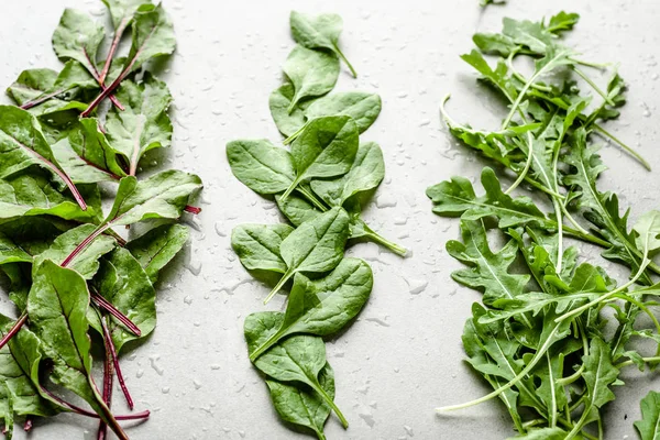 Nyhøstet salatblader. Arugula, bete og spinat til spedbarn . – stockfoto