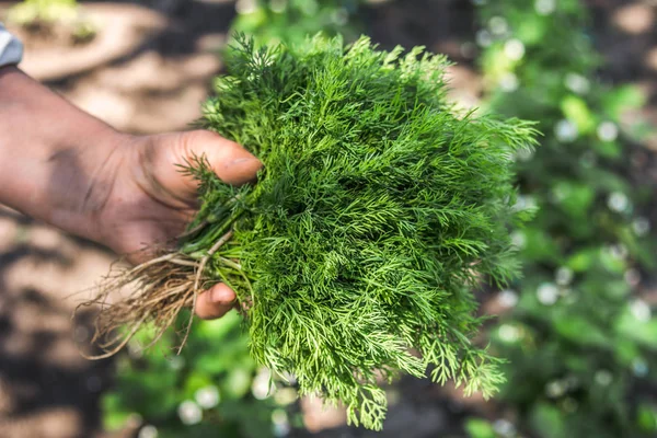Свіжі органічні овочі збирають в саду. Фермер зі свіжозібраним кропом в руках . — стокове фото