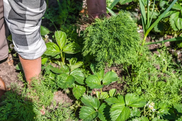 Ferske dillplanter. Grønnsaksanking, økologiske produkter høstet fra hagen, økologisk landbruk . – stockfoto