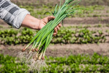 Taze biçilmiş sebzeler. Bahçede yeşil soğanlı bir çiftçi. Taze organik tarım ürünleri..
