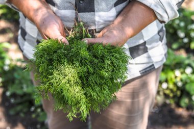 Çiftlik taze organik bahçe üretmek. Çiftçi bahçede sebze topluyor. Dereotu hasadı. Demet ellerde.