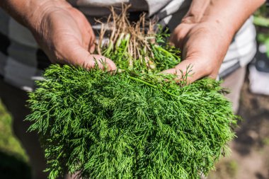 Elinde taze hasat edilmiş dereotu ile çiftçi. Taze çiftlik sebzeleri, organik tarım konsepti.