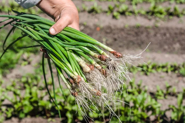 Біоорганічні овочі. Рука фермера зі свіжозбираними продуктами. Свіжий весняно-зелений букет цибулі . — стокове фото