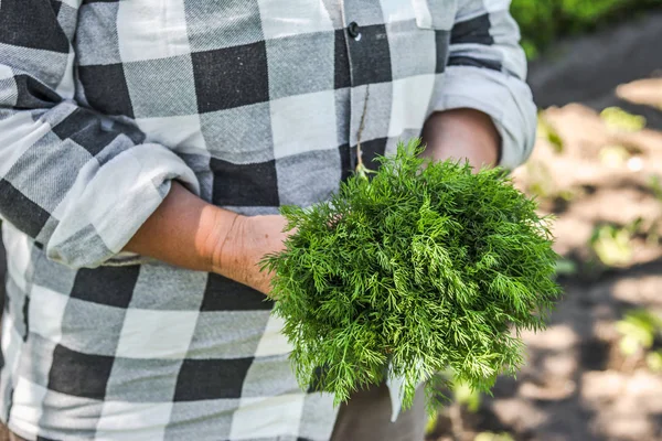 Свіжі органічні продукти фермерського саду - урожай кропу — стокове фото