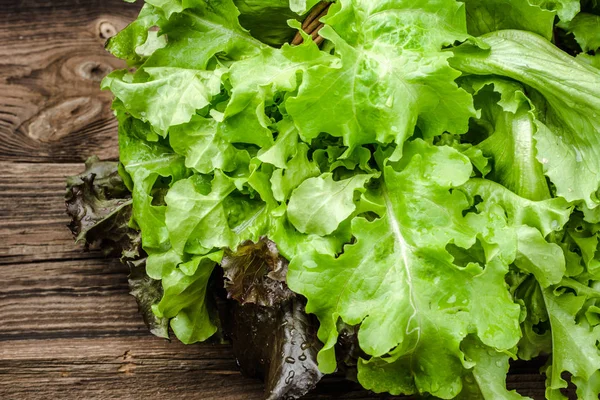 Verduras recién cosechadas. Hojas de lechuga orgánica y fresca, lechuga de roble sobre fondo de madera . — Foto de Stock