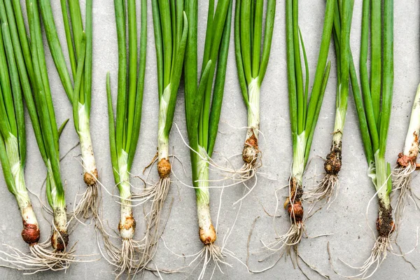 Verse groenten van de boerderij. Biologische, vers geoogste groene ui. Lente bieslook met vuile wortel. — Stockfoto