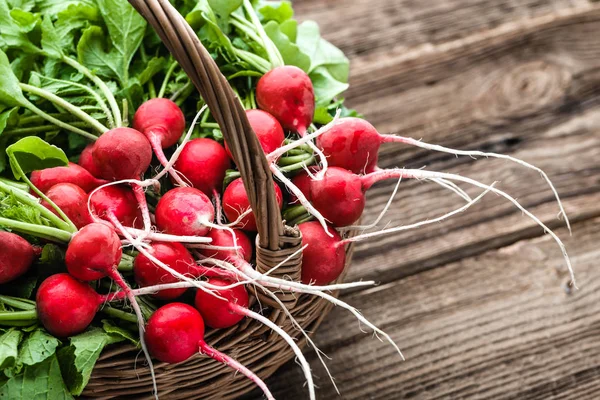 Verse radijsjes op de boerderij. Biologische, vers geoogste groenten op boer markt. Rode radijs bos. — Stockfoto