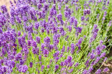 Bahçe lavantası, lavanta çiçeği arka planı