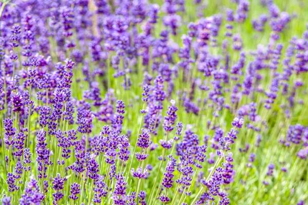 Jardim flores de lavanda, fundo roxo . — Fotografia de Stock