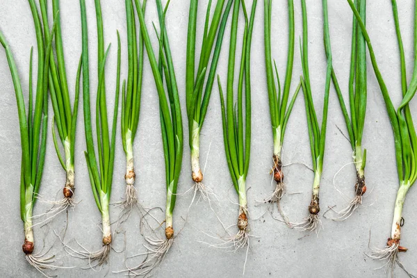 Verse groene ui, vers geoogste tuinproducten, bovenaanzicht — Stockfoto