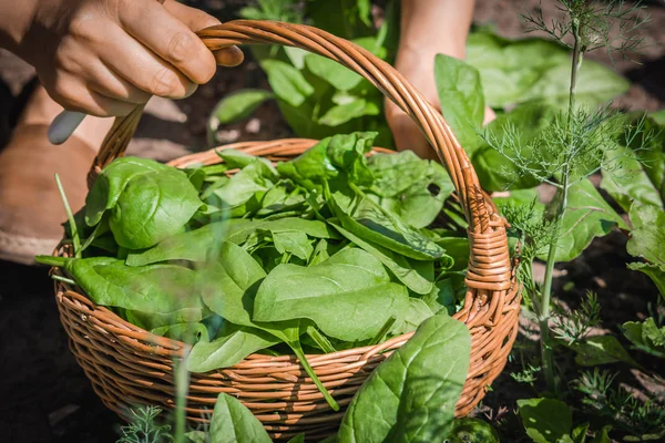 Lokaler Bauer mit einem Korb mit Spinatblättern, frisch geerntete Produkte aus dem Garten, Bio-Lebensmittelkonzept — Stockfoto