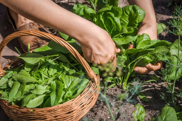 地面から新鮮なほうれん草.農家の収穫野菜、庭から収穫された有機農産物、有機農業の概念. — ストック写真