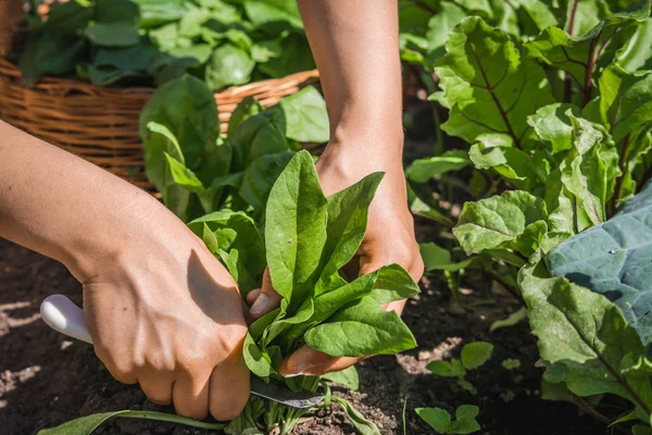 Coltivatore in giardino che raccoglie spinaci, ortaggi freschi, raccolta in azienda biologica — Foto Stock