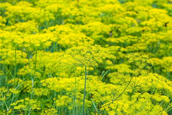 Färsk ört i trädgården. Blommor av dill på gården, ekologiskt jordbruk koncept. — Stockfoto