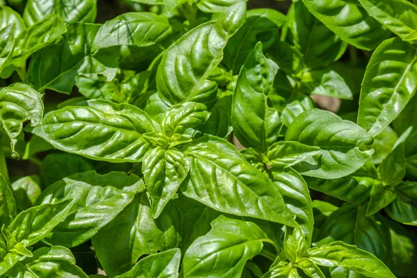 Latar belakang daun kemangi. Herbal hijau segar di taman siap untuk panen . — Stok Foto