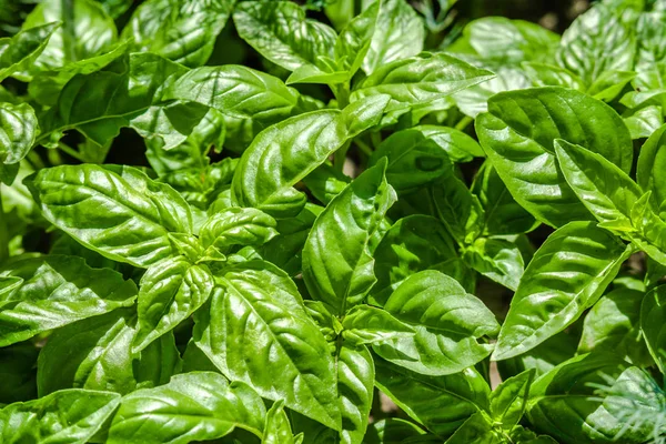 Herbe de jardin. Feuilles de basilic frais. Contexte de la plante de basilic avec des feuilles vertes . — Photo