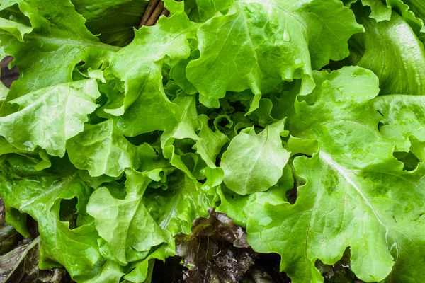 Hortalizas biológicas. Lechuga verde recién cosechada, fondo. Hojas de lechuga fresca, primer plano . — Foto de Stock