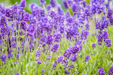 Çiçekli bahçe lavantası, mor çiçekler, arka plan