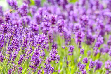 Bahçede açan lavanta çiçekleri ya da mor lavanta çiçekleri