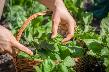 Bahçede çiftçi ıspanak topluyor, taze organik sebze hasat ediyor.