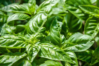 Yeşil taze fesleğen yaprakları. Fesleğen.