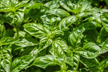 Taze fesleğen yaprakları, arka plan