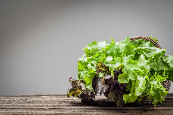 Hojas de lechuga fresca. Cosecha de verduras biológicas . — Foto de Stock