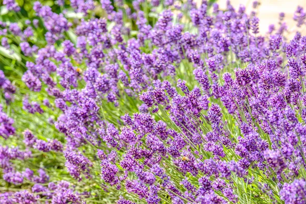 Flor florescente de lavanda no jardim. Flores roxas, fundo . — Fotografia de Stock