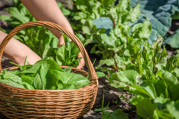 Landwirt erntet Spinat, Bauernhof frische Gartenprodukte, Bio-Gemüseernte — Stockfoto