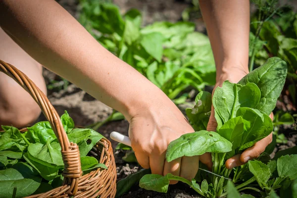 Фермер в саду собирает шпинат, биосвежие органические овощи, собирает урожай на ферме — стоковое фото