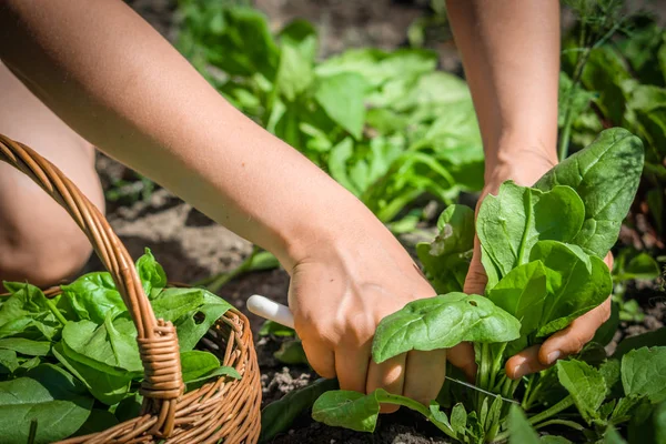 Farmer in the garden picking spinach, bio fresh organic vegetable, harvest on farm — Stock Photo, Image