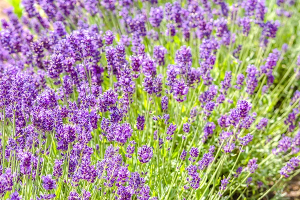 Campo de flor de lavanda, fundo de natureza roxa — Fotografia de Stock