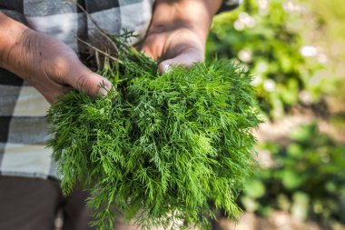 Taze hasat edilmiş dereotu. Yeşil dereotu hasat eden çiftçi. Taze çiftlik sebzeleri, organik tarım kavramı..