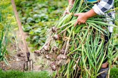 Taze toplanmış sarımsak tutan çiftçi. Bahçede taze sebze ya da organik ürün var..