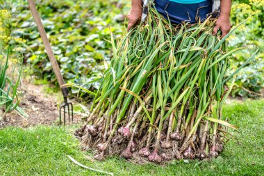 Taze toplanmış sarımsak, taze organik sebze çiftçi, çiftlikte hasat.