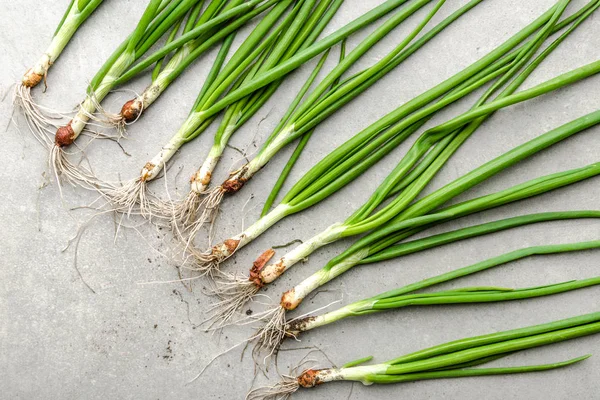 Verse ui, groene biologische vers geoogste lente-uien op een heldere achtergrond — Stockfoto