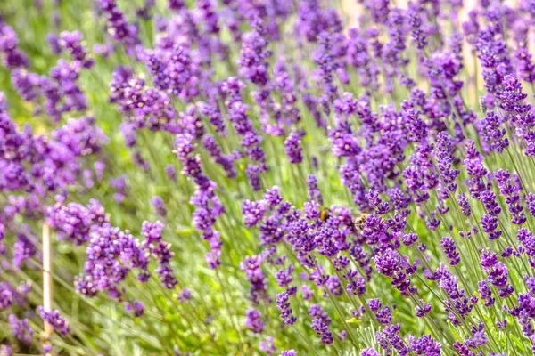 Flor florescente de lavanda no jardim. Flores roxas, fundo . — Fotografia de Stock