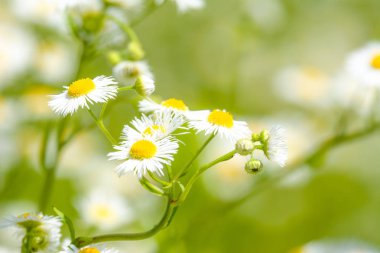 Doğu papatyası, yaz çiçekleri, arka plan bulanık ve seçici odak