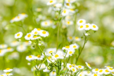 Bulanık arka plan ve seçici odak ile Doğu papatya çiçekleri